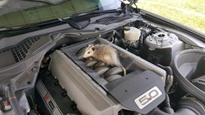 MẸO chống chuột ô tô đơn giản, hiệu quả nhanh chóng!